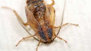 Prach z švábů: vlastnosti použití